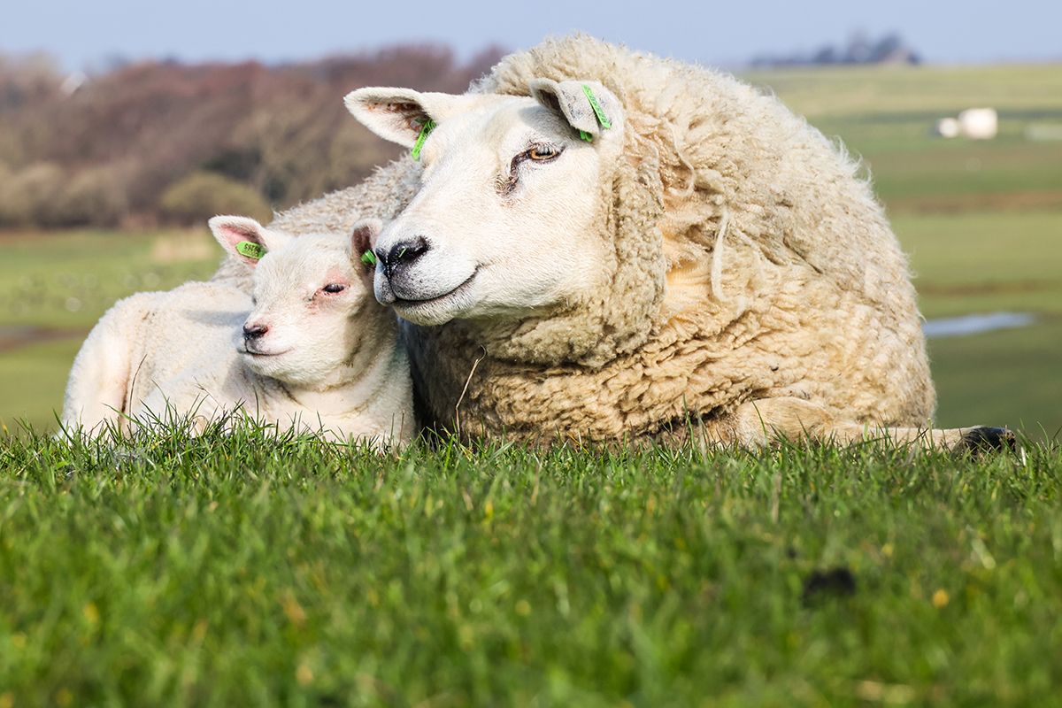 Schaap met lammetje op de dijk van Texel - door Foto Sanne