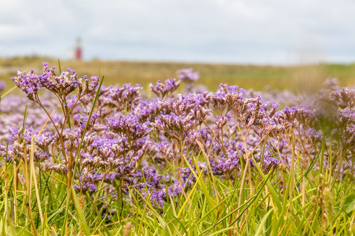 Lamsoor in bloei op Texel - door Foto Sanne